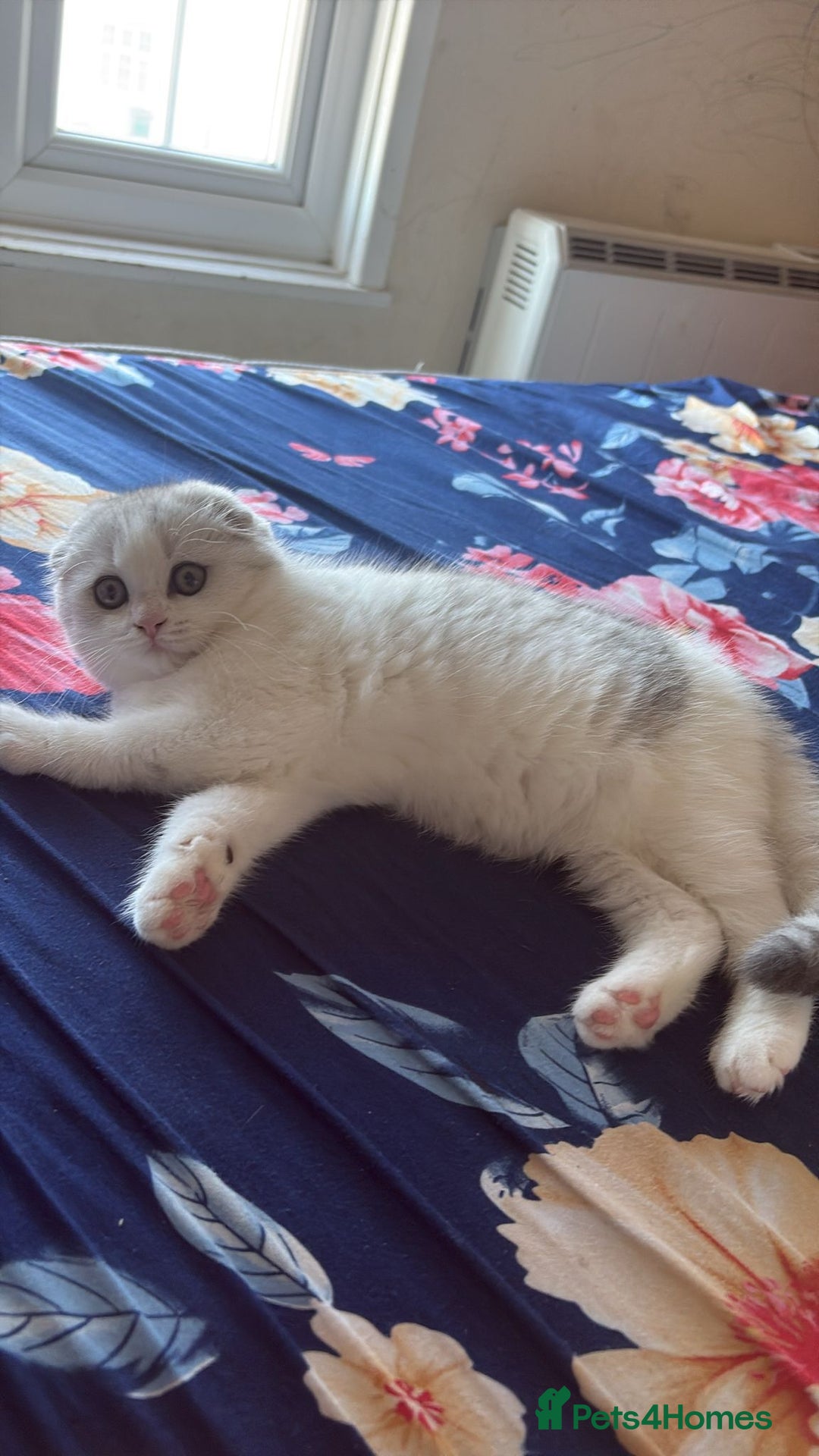Scottish Fold cats for sale: Scottish fold kittens for sale - Advert 1