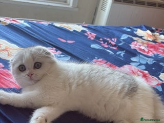 Scottish Fold cats Scottish fold kittens for sale - Advert 2