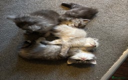 Perdoll cats for sale: Beautiful perdoll babies - Image 1