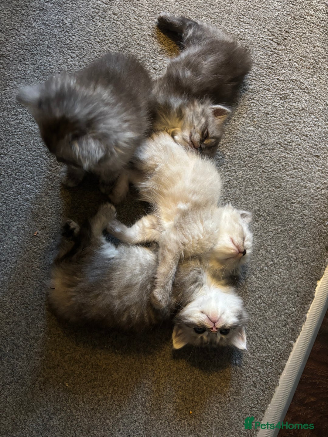 Perdoll cats for sale: Beautiful perdoll babies - Image 1