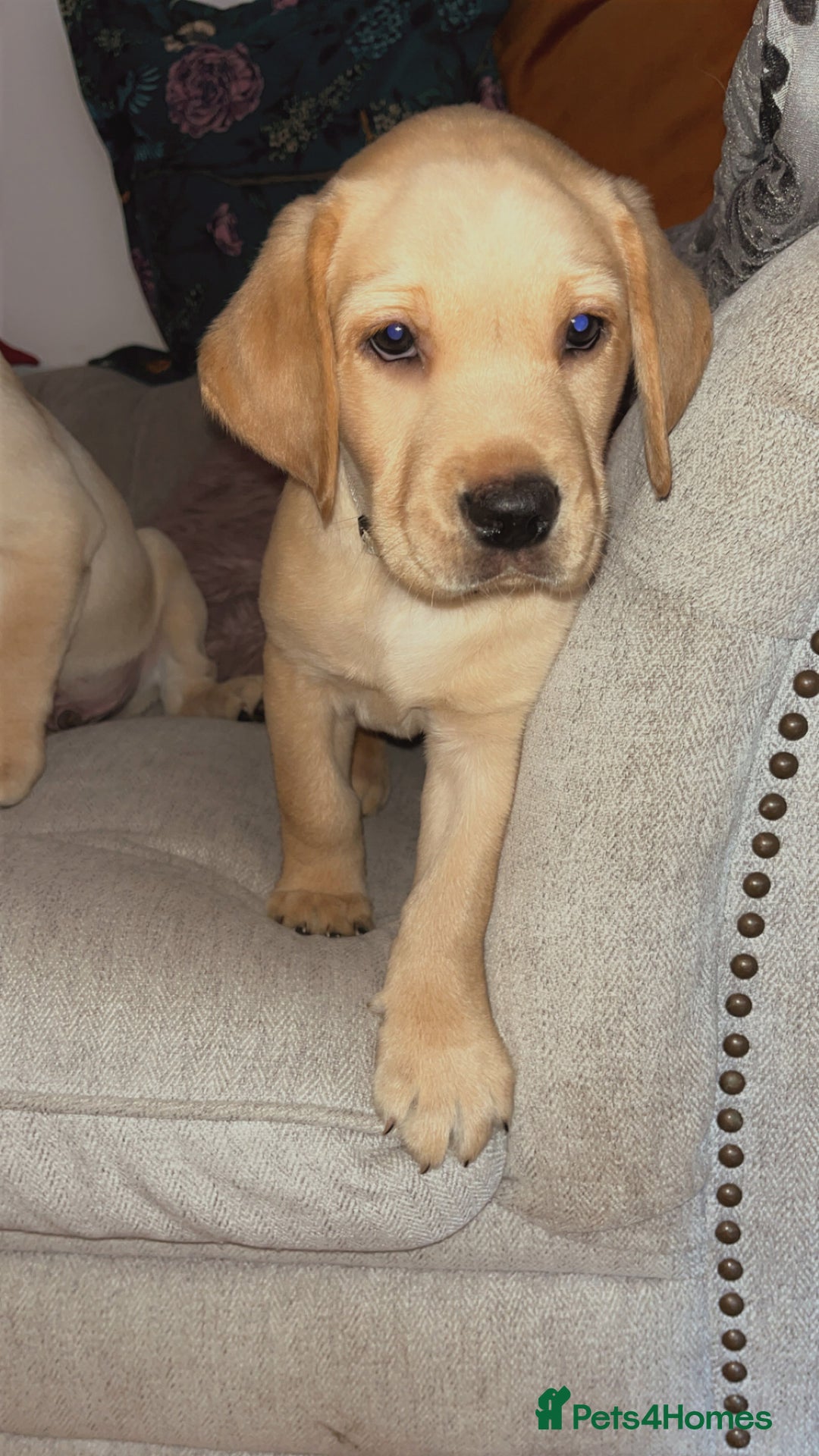 Labrador Retriever dogs for sale: Labrador puppies for sale  - Advert 2