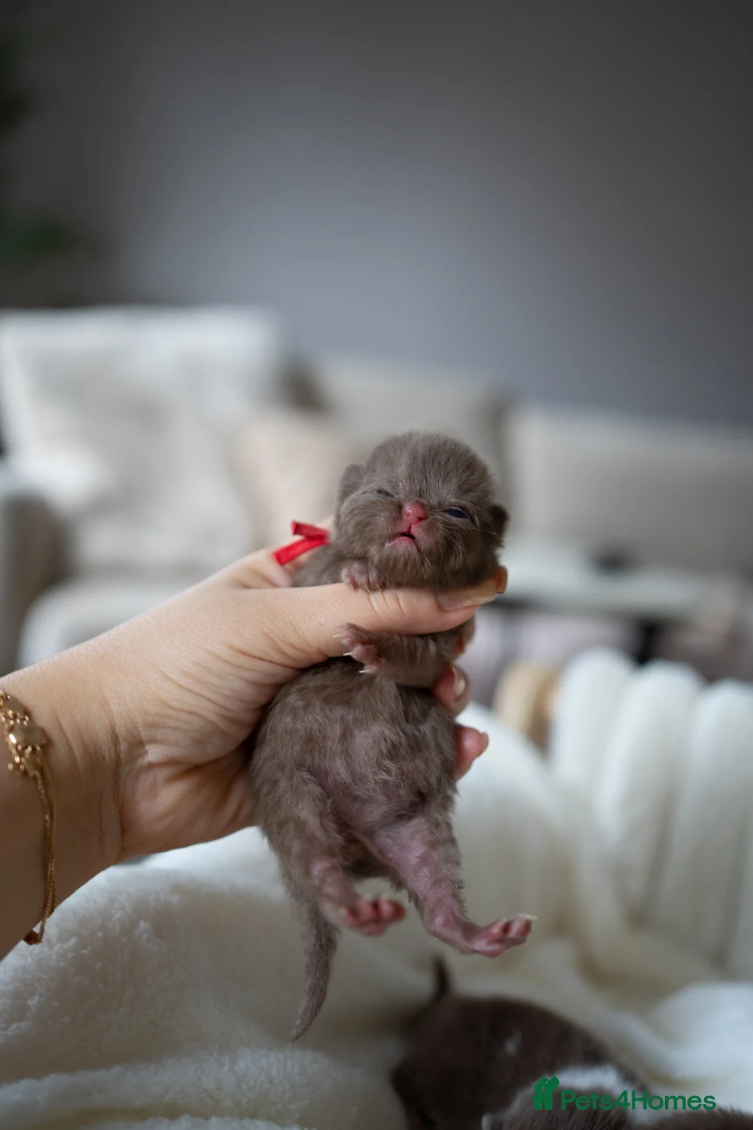 British Shorthair cats for sale: ✨Chocolate Delights ✨ - Advert 3