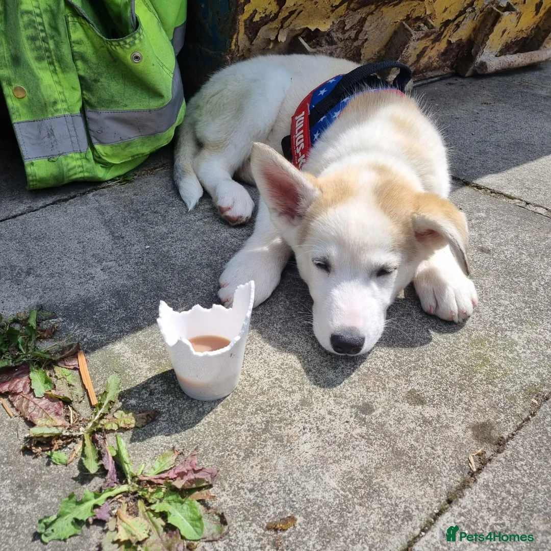 Shepsky dogs for sale: 3yr old shepsky in Rochdale - Advert 9