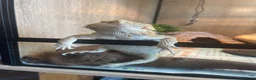 Bearded Dragon reptiles for sale: Henry is looking for a new loving home. in Taunton - Advert 1
