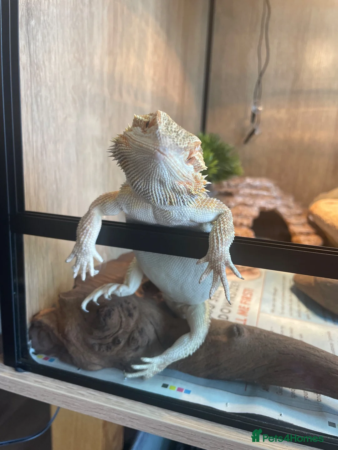 Bearded Dragon reptiles for sale: Henry is looking for a new loving home. in Taunton - Advert 1