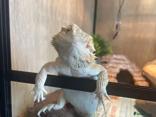 Bearded Dragon reptiles Henry is looking for a new loving home. - Advert 13