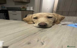 Labrador Retriever dogs for sale: Golden Labrador Retriever - Image 2