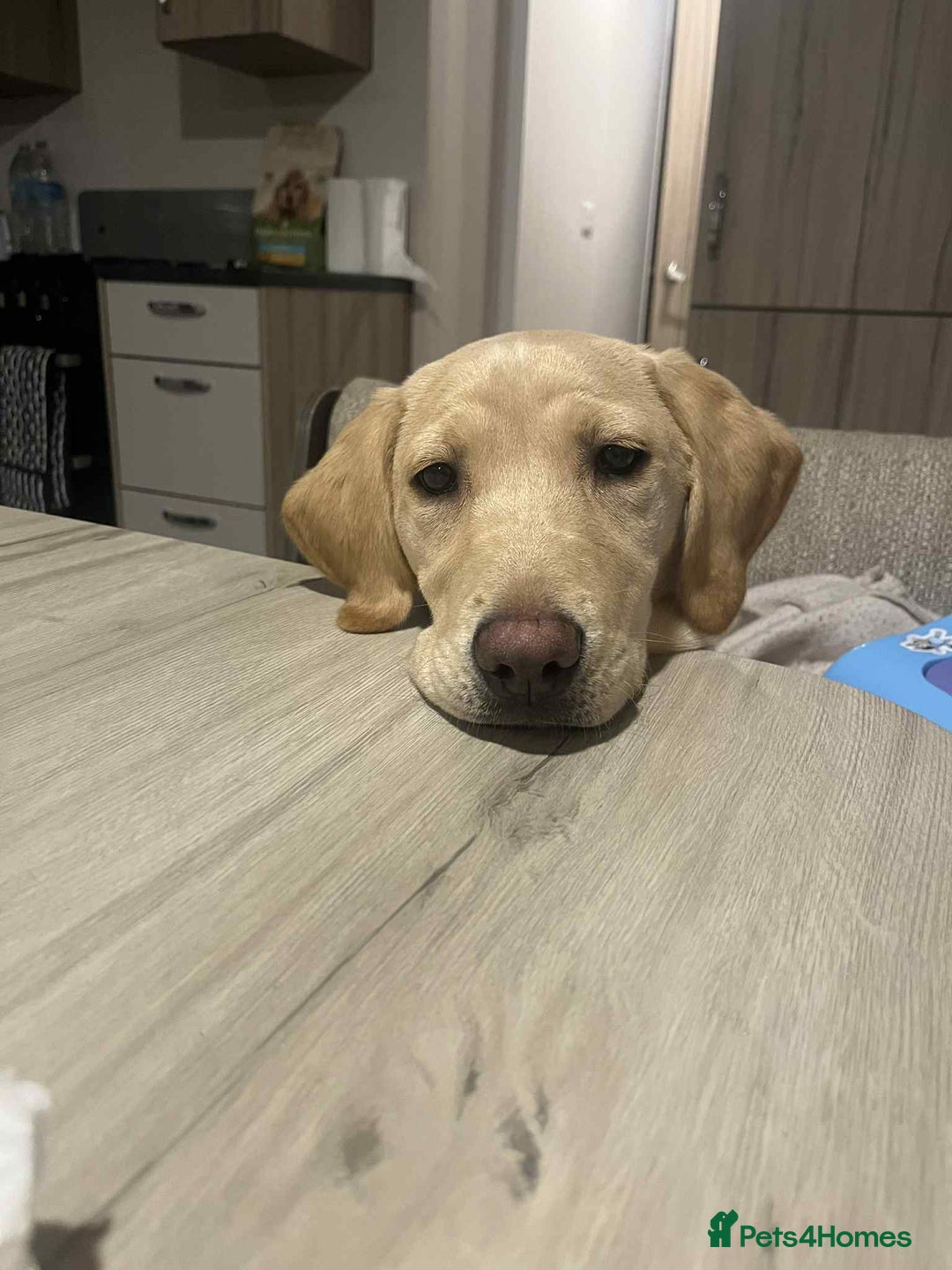 Labrador Retriever dogs for sale: Golden Labrador Retriever - Image 2