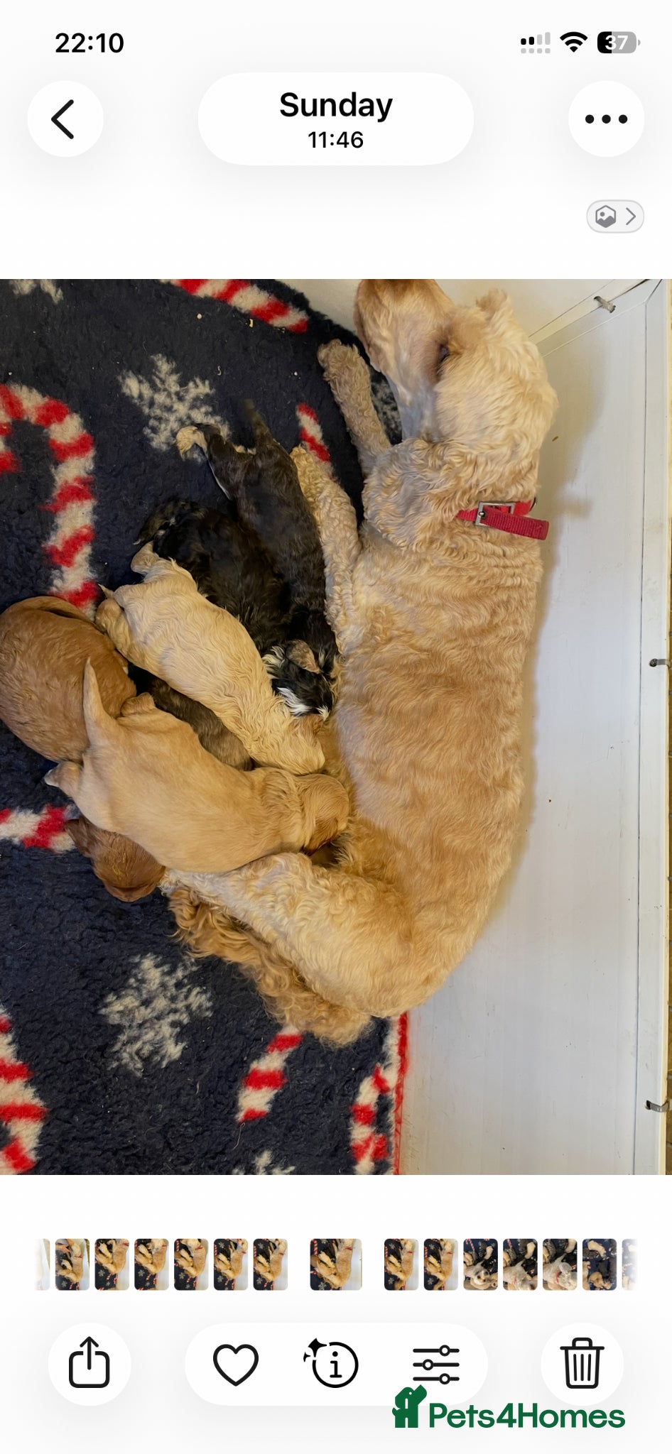 Cockapoo dogs COCKERPOO PUPS FROM 5 STAR LICENSED HOME BREEDER - Advert 2