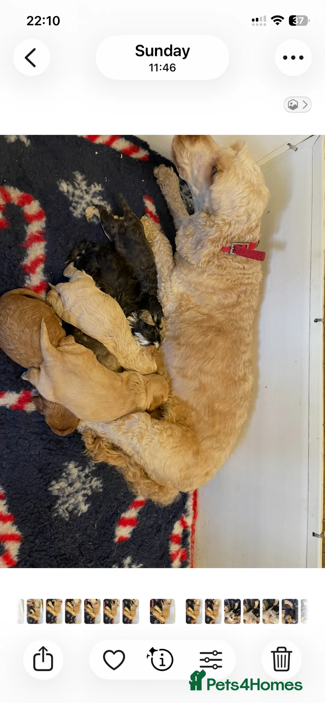 Cockapoo dogs for sale: COCKERPOO PUPS FROM 5 STAR LICENSED HOME BREEDER - Advert 2