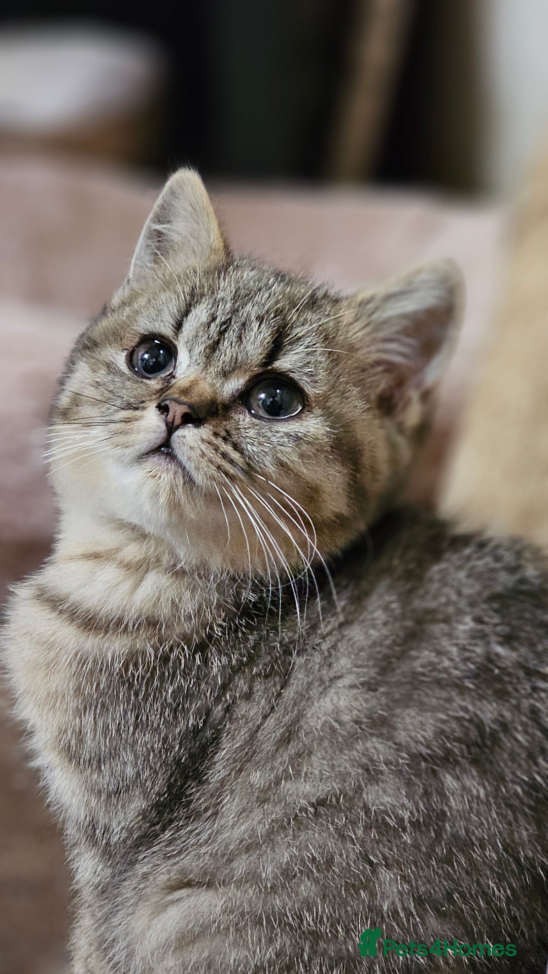 British Shorthair cats for sale: Pure Breed British Shorthair Tabby Female Kitten - Advert 4