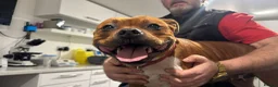 Staffordshire Bull Terrier dogs for sale: 🥨Future Red litter.🥨 - Advert 8