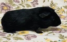 Guinea Pig rodents for sale: Beautiful mix of baby male Guineapigs  - Advert 18