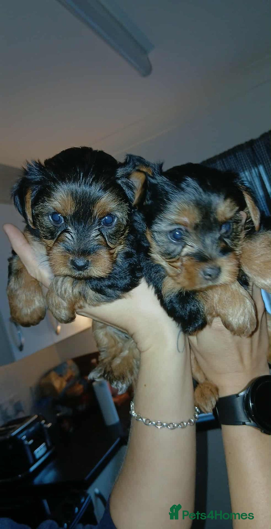 Yorkshire Terrier dogs for sale: Yorkshire terriers  - Image 7