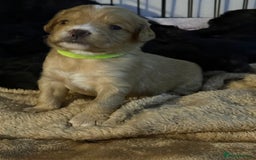 Mixed Breed dogs for sale: chunky litter of French bulldog cross cockapoo - Advert 12