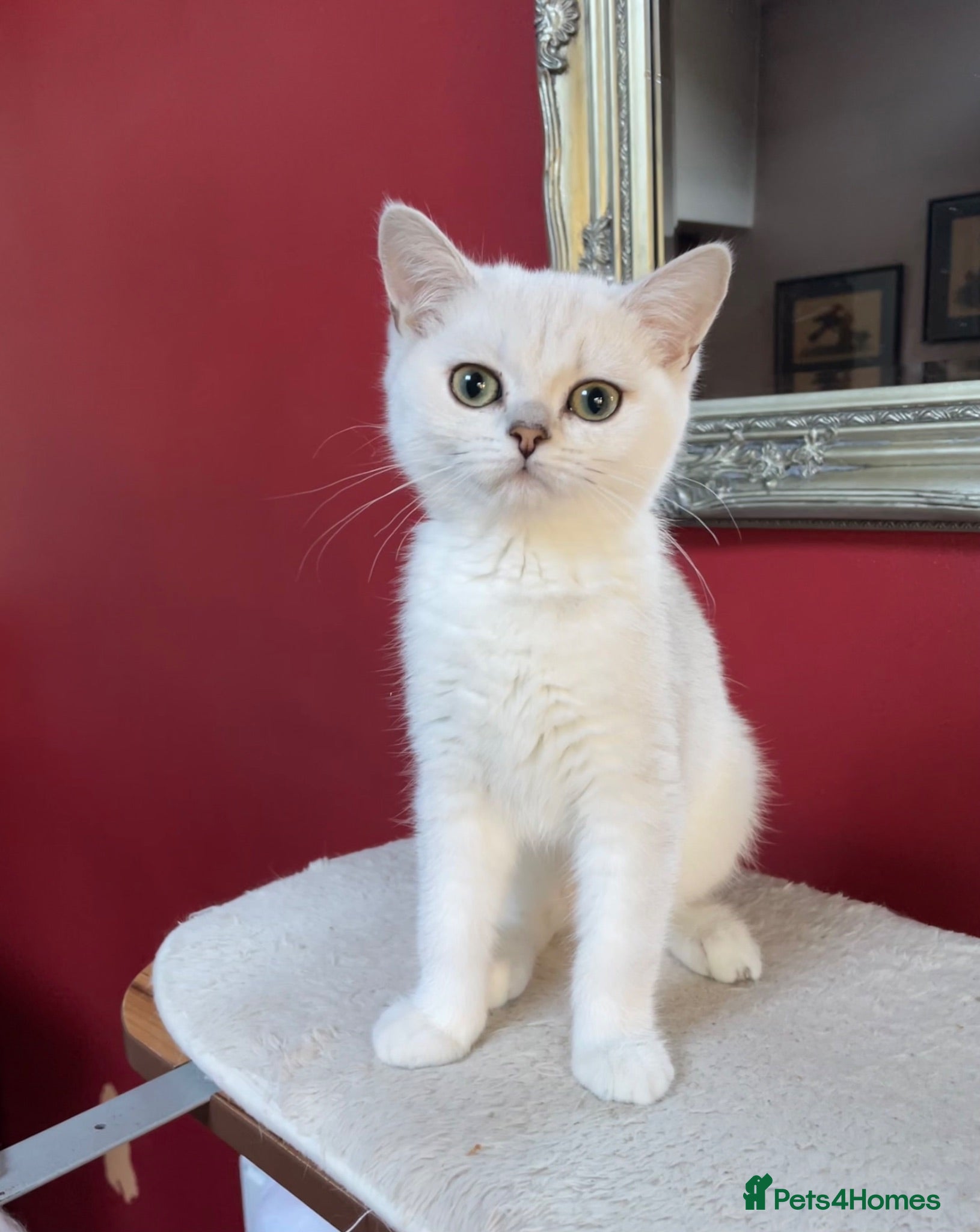 British Shorthair cats BSH Silver/Black Tipped Boys GCCF Registered  - Advert 1