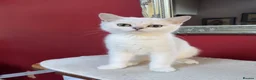 British Shorthair cats for sale: BSH Silver/Black Tipped Boys GCCF Registered  - Advert 5