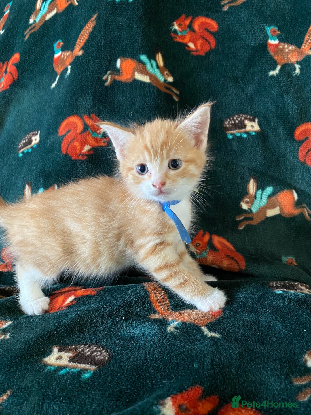 Mixed Breed cats for sale: Maine Coon, BSH, moggy mash ups - Advert 16