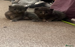 Maine Coon cats for sale: Maine coon kittens - Image 1
