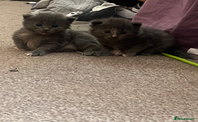 Maine Coon cats - Advert 2