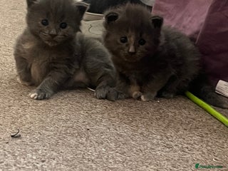 Maine Coon cats - Advert 10