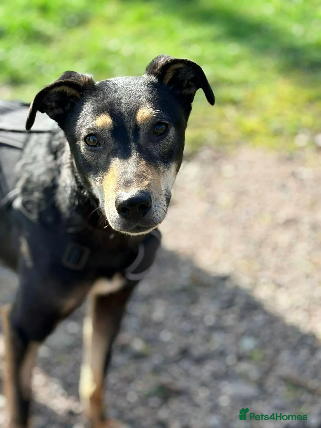 Mixed Breed dogs for adoption: Meet Shadow, currently residing in Essex  in Frinton-on-Sea - Advert 2