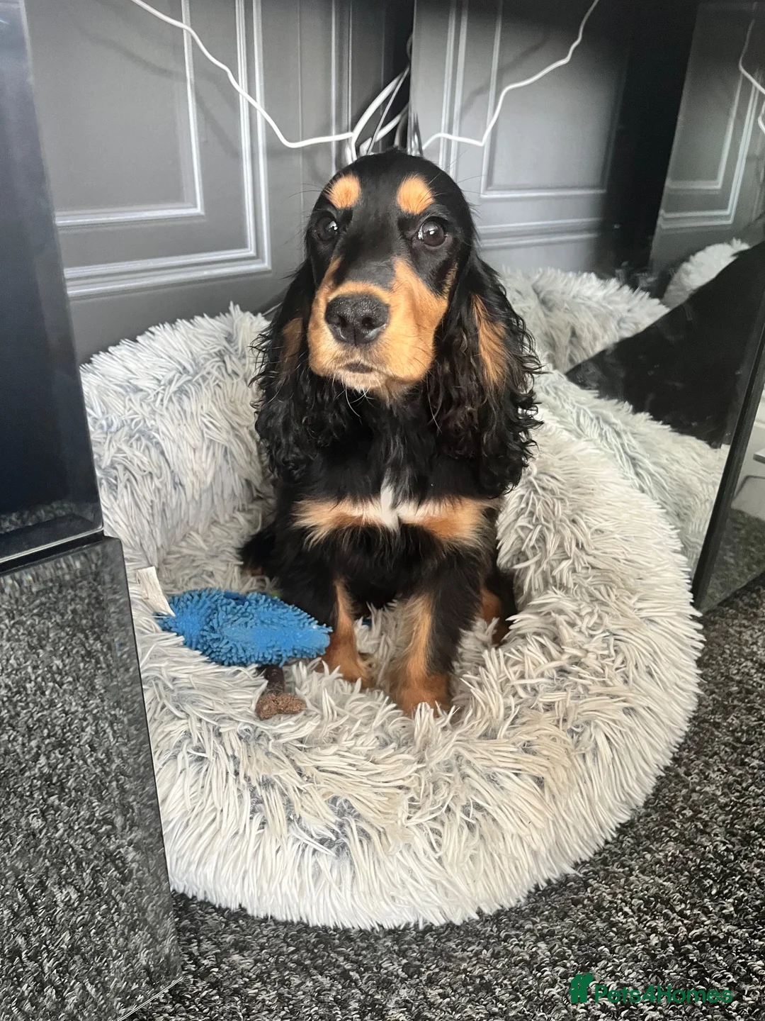 Cocker Spaniel dogs for sale: Show cocker spaniels fully vaccinated  - Advert 1