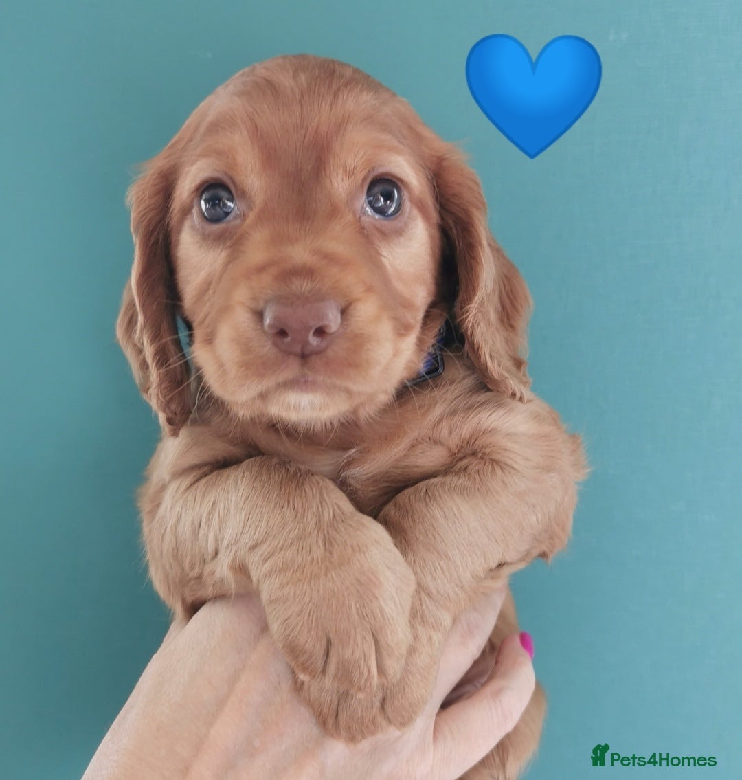 Cocker Spaniel dogs FTCH Pedigree Working Cocker Spaniels  - Advert 5