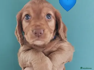 Cocker Spaniel dogs FTCH Pedigree Working Cocker Spaniels - Advert 5