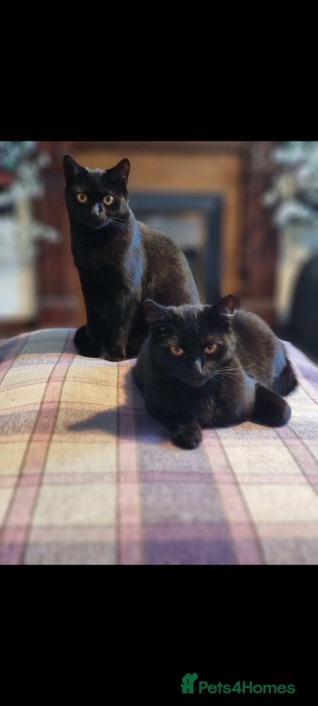 Domestic Shorthair cats for sale: 4 BLACK CATS FOR REHOME. - Advert 6