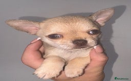 Chihuahua dogs for sale: Chihuahua boy - Image 3