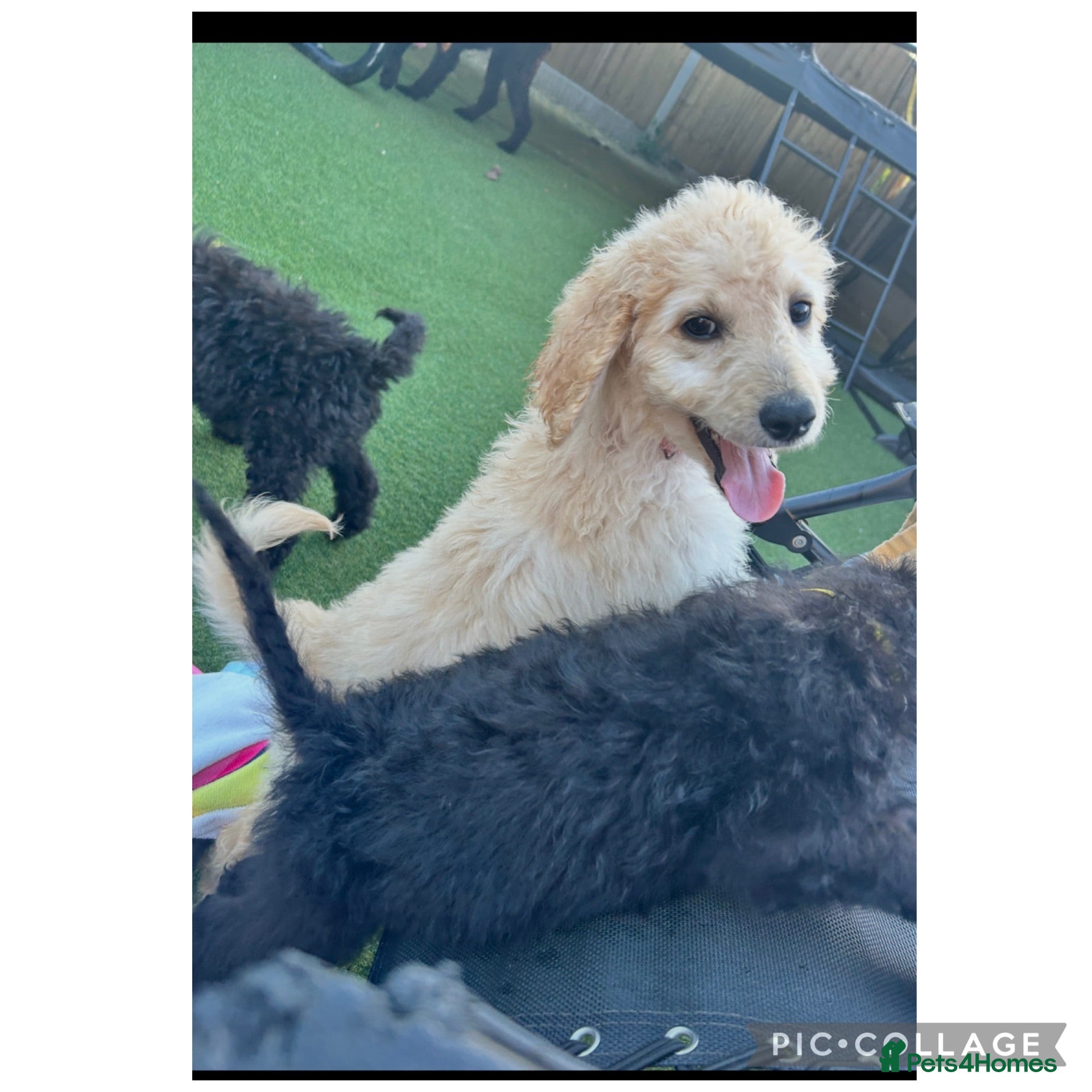 Labradoodle dogs Chunky health tested f1bb standard labradoodles  - Advert 2
