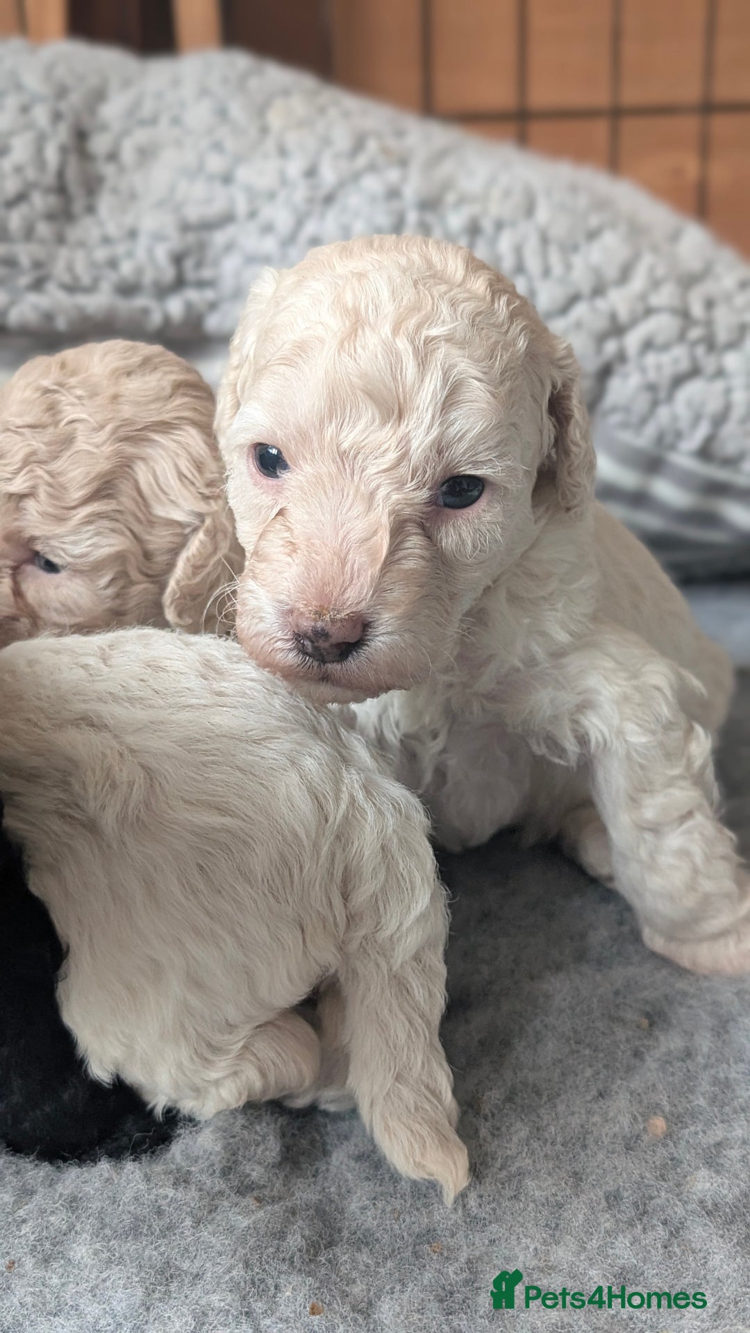 Toy Poodle dogs for sale: Toy poodles Genetic health tested  - Image 14