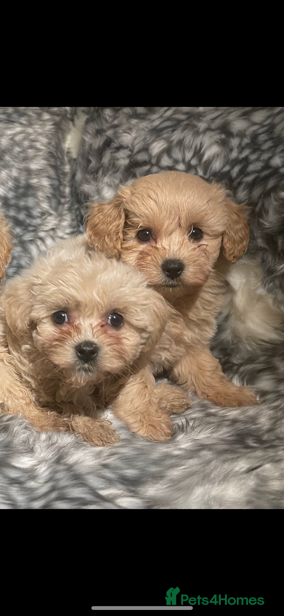 Toy Poodle dogs for stud: Extensively DNA Health Tested Deep Red Toy Poodle in Mansfield - Advert 28
