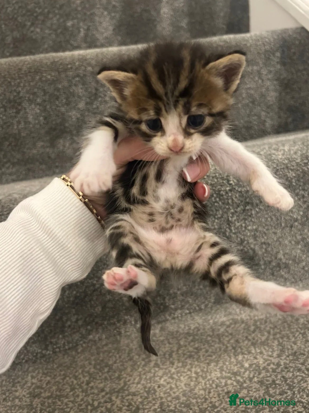 Mixed Breed cats Beautiful female kittens for sale - Advert 12