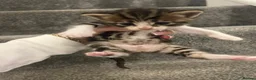 Mixed Breed cats for sale: Beautiful female kittens for sale - Advert 1