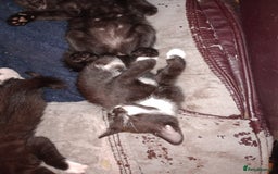 Mixed Breed cats for sale: 3 beautiful kittens  - Image 7