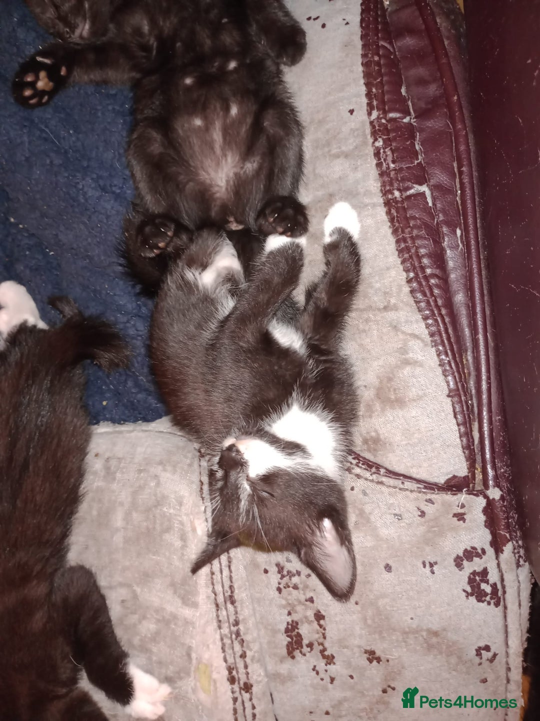 Mixed Breed cats for sale: 3 beautiful kittens  - Image 7