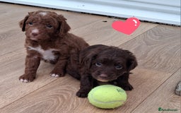 Cockapoo dogs for sale: ** BEAUTIFUL LITTER OF COCKAPOOS ** - Image 8