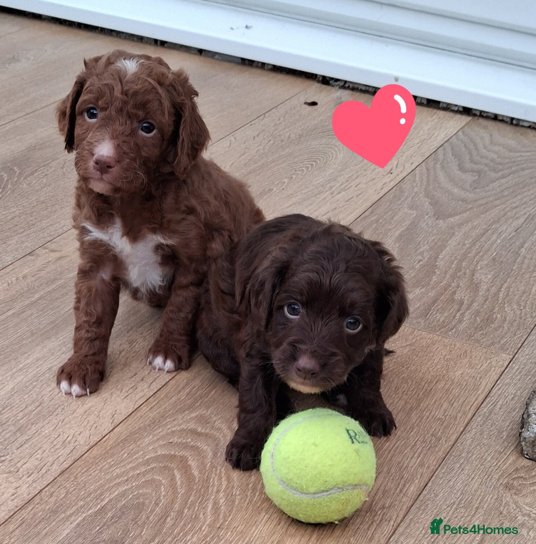 Cockapoo dogs for sale: ** BEAUTIFUL LITTER OF COCKAPOOS ** - Image 8