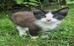 Domestic Shorthair cats for sale: 3 Playful Kittens 🐾 - Image 8