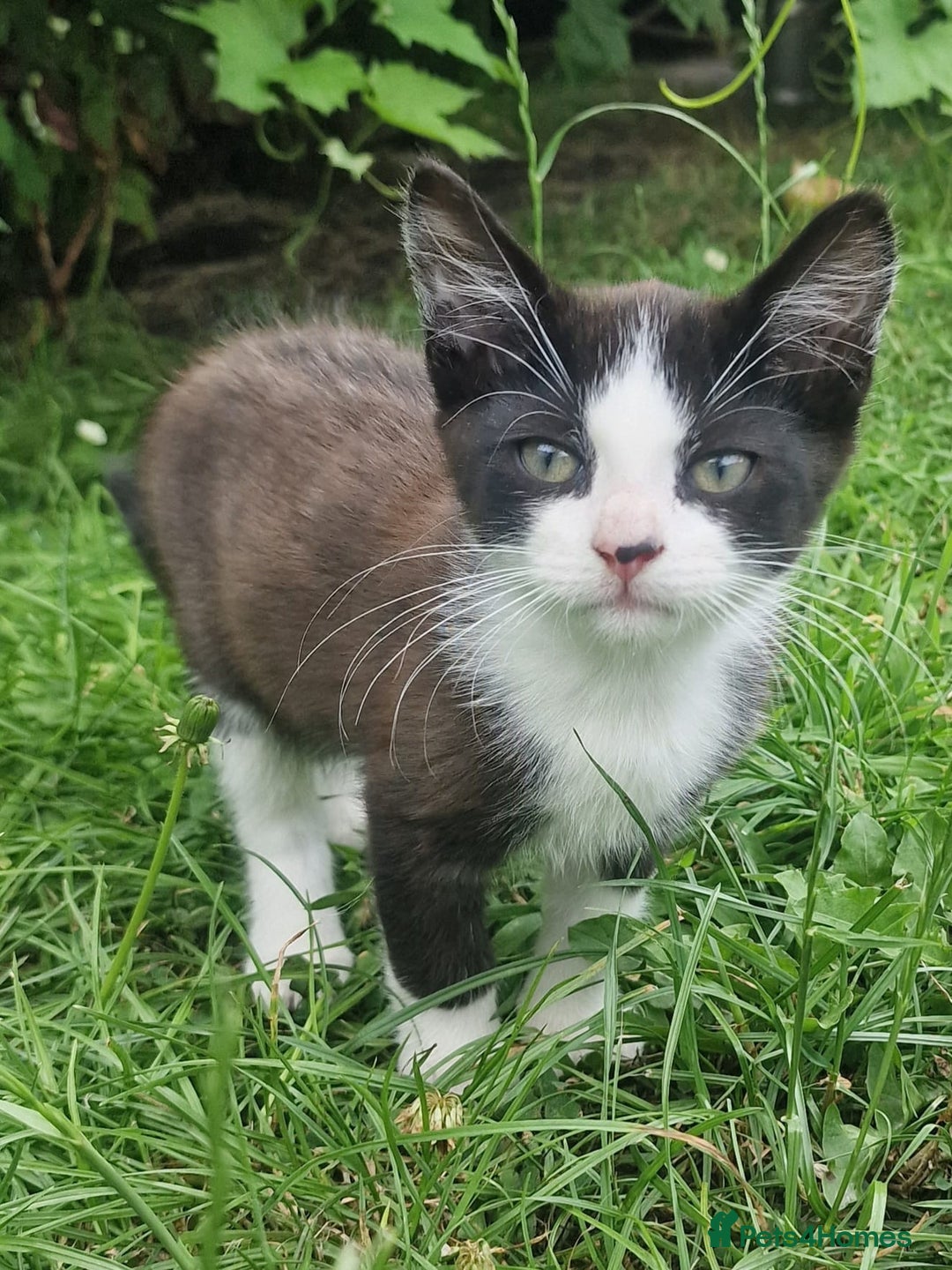 Domestic Shorthair cats for sale: 3 Playful Kittens 🐾 - Image 8