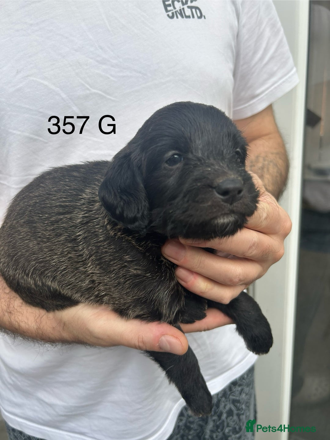 Labradoodle dogs for sale: 7 beautiful Labradoodle puppies available  - Image 30