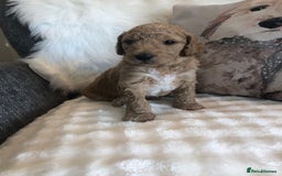 Goldendoodle dogs for sale: Goldendoodle Double Doodle pups for sale - Image 9