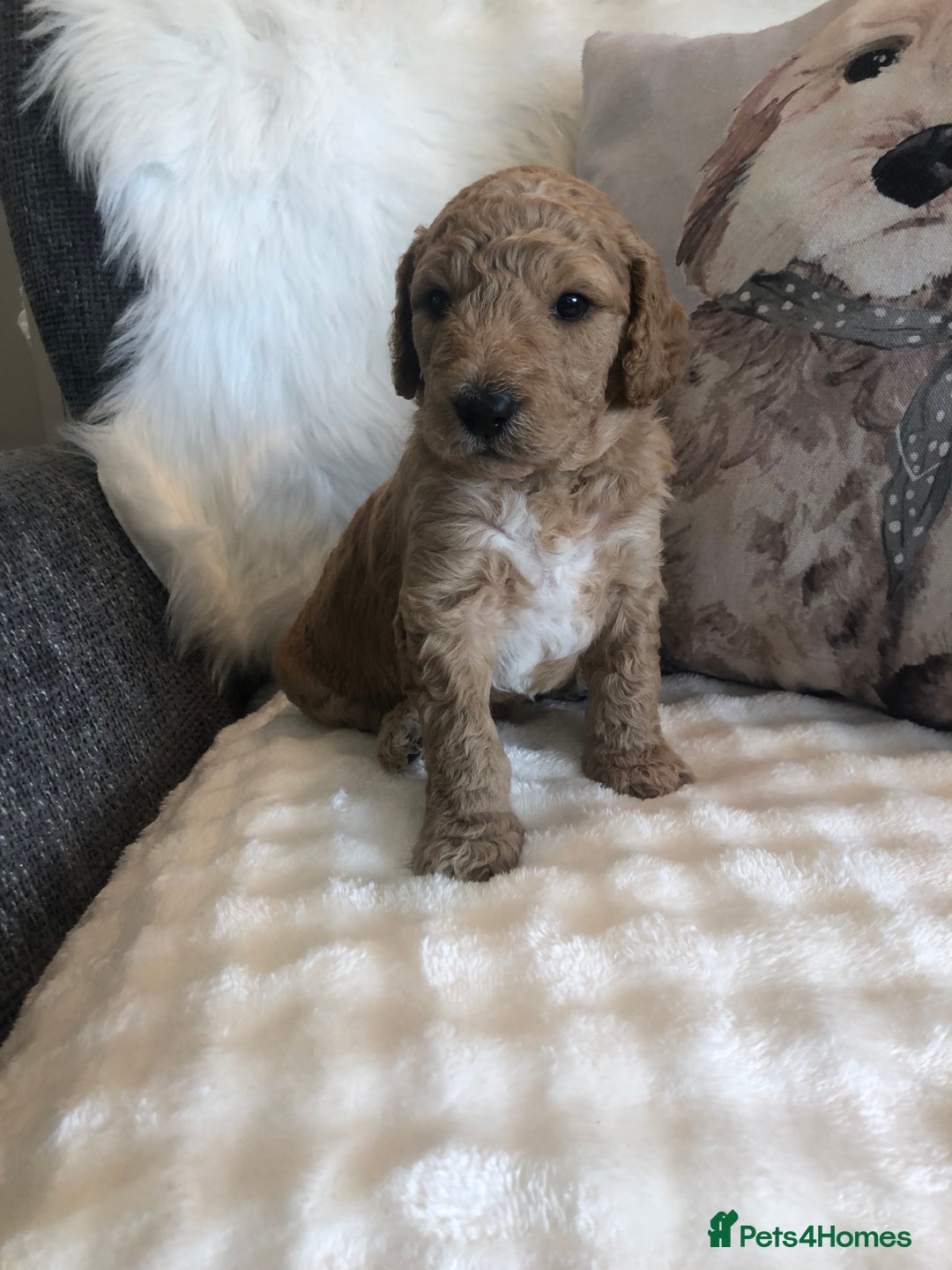 Goldendoodle dogs for sale: Goldendoodle Double Doodle pups for sale - Image 9