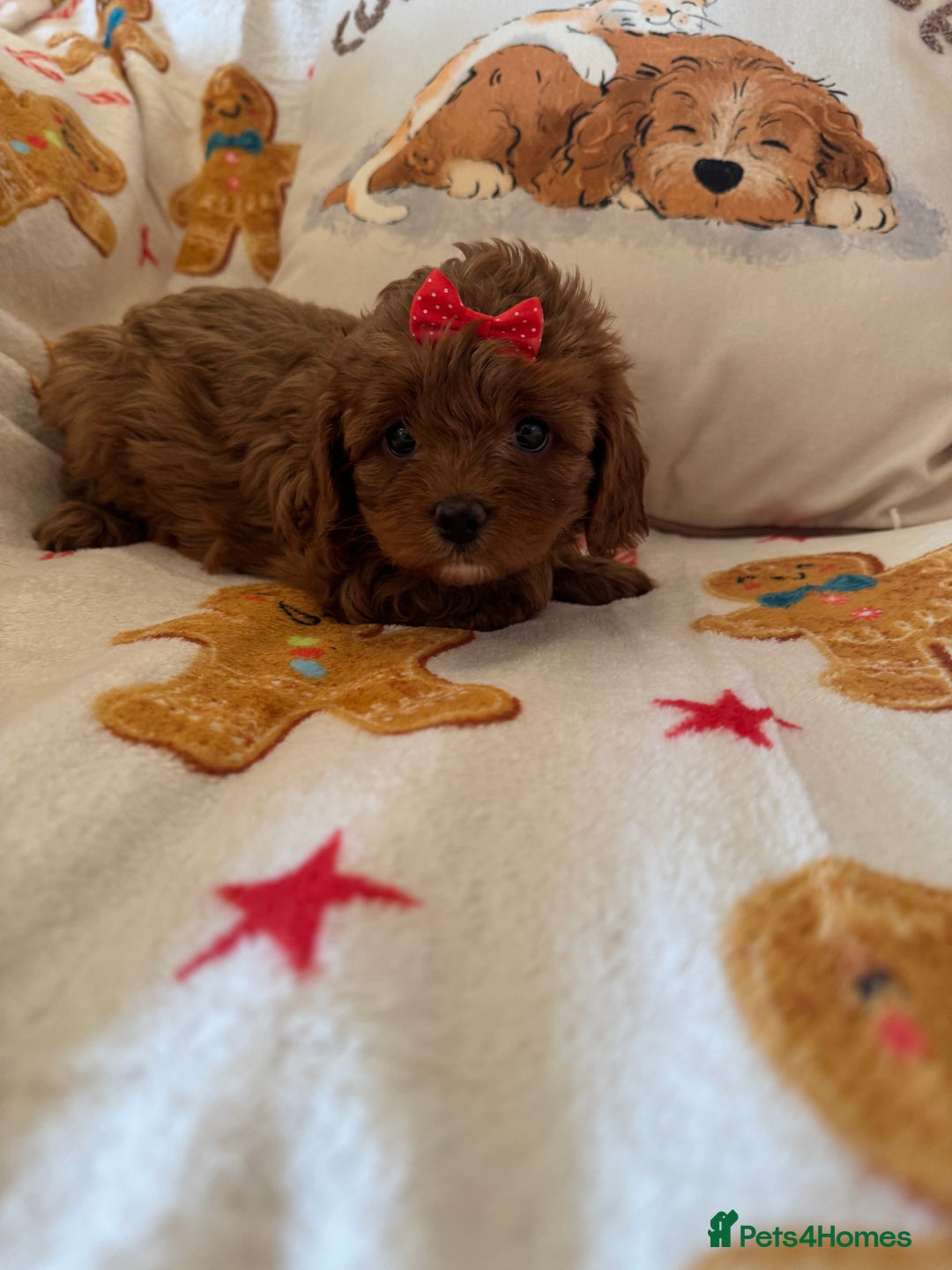 Cavapoo dogs for sale: Stunning cavapoos - Advert 2