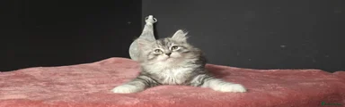 Siberian Kitten 3