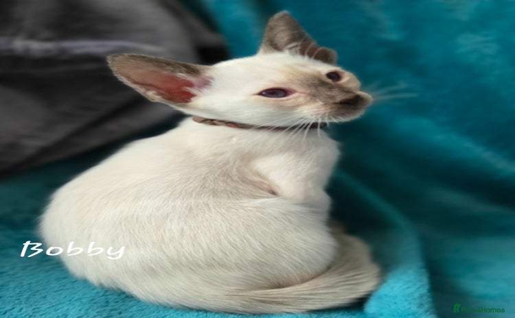 Siamese cats - Advert 2