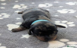Miniature Dachshund dogs for sale: KC Registered miniature Dachshund Puppies - Image 6