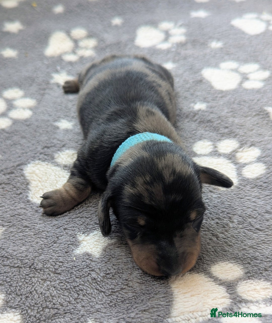 Miniature Dachshund dogs for sale: KC Registered miniature Dachshund Puppies - Image 6